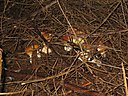 IMG_1223